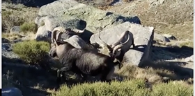 Especies de caza mayor. Macho montes. Ibex