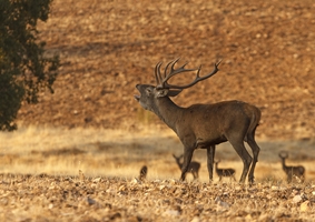 Coto caza mayor Ciervo iberico puro. España