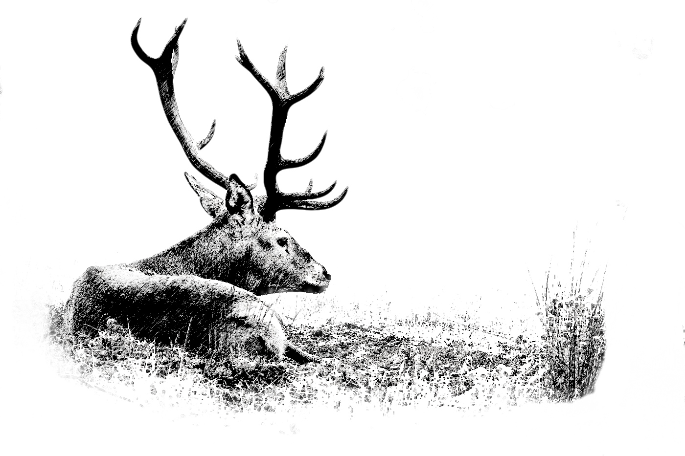Coto de caza mayor España. Dibujo de ciervo iberico tumbado